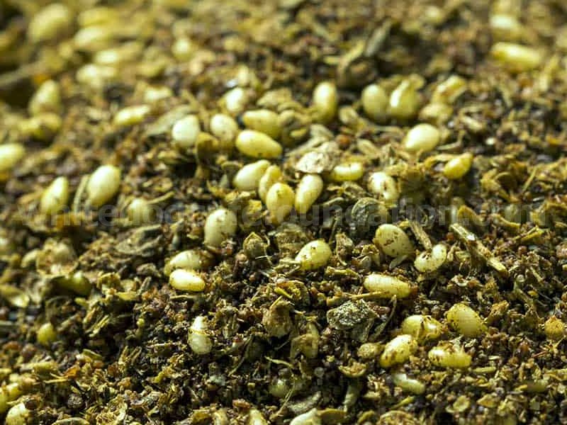 Za’atar krydderier: Mellemøstlig krydderiblanding