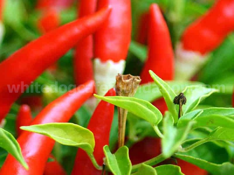 Chili Plants